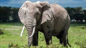 [COCAÍNA ADULTERADA] Te presentamos a Trompita, el elefante que llevaron los narcos al veterinario para conseguir varios kilos de Carfentani...