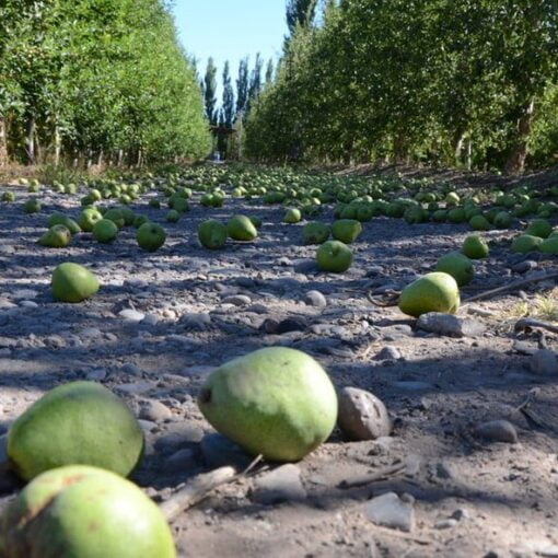 [ECONOMIA] Crisis en la industria de peras y manzanas: te lo explicamos de forma bien sencilla, con peras y manzanas. ...
