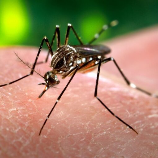 [ECOLOGIA] Organizaciones ambientalistas criticaron la criminalización del Aedes aegypti y convocaron a una campaña de adopción de mosquitos...