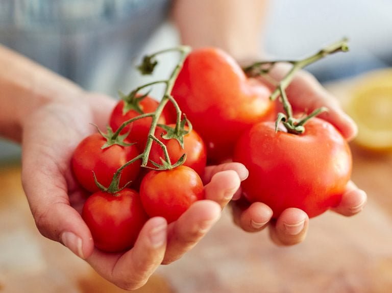 [ECONOMIA] Para defender a los productores locales, el Gobierno aclaró que si bien podrían importarse tomates, estos serían ensamblados en T...
